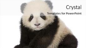  Presentation with giant bible cartoon - PPT layouts consisting of giant panda 6 months - ailuropoda background and a white colored foreground