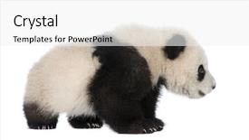  Presentation with panda cartoon - Theme consisting of giant panda 6 months - ailuropoda background and a white colored foreground