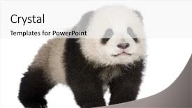  Presentation with background - Presentation theme with giant panda 6 months - ailuropoda background and a white colored foreground