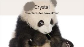  Presentation with panda cartoon - PPT theme enhanced with giant panda 6 months - ailuropoda background and a lemonade colored foreground