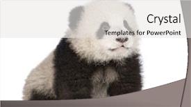  Presentation with giant bible cartoon - Amazing slides having giant panda 6 months - ailuropoda backdrop and a white colored foreground