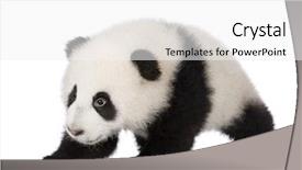  Presentation with giant sequoia and the generals - Colorful theme enhanced with giant panda 6 months - ailuropoda backdrop and a white colored foreground