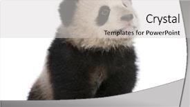  Presentation with panda cartoon - Slides with giant panda 6 months background and a light gray colored foreground