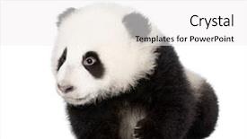  Presentation with shot - Amazing PPT theme having giant panda ailuropoda melanoleuca 4 backdrop and a white colored foreground