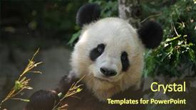  Presentation with giant bible cartoon - PPT layouts having giant panda ailuropoda melanoleuca eating background and a tawny brown colored foreground