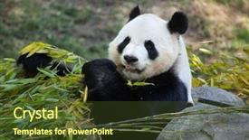  Presentation with panda cartoon - Slide deck with giant panda ailuropoda melanoleuca eating background and a tawny brown colored foreground