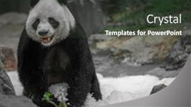  Presentation with chiang mai - Amazing slide set having giant-panda-ailuropoda-melanoleuca-walking backdrop and a tawny brown colored foreground