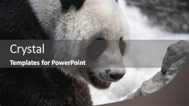  Presentation with chiang mai - Beautiful slides featuring giant-panda-ailuropoda-melanoleuca-walking backdrop and a dark gray colored foreground
