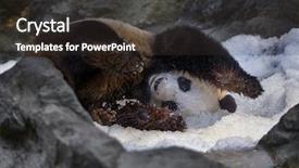  Presentation with chiang mai - Theme consisting of giant panda ailuropoda melanoleuca walking background and a tawny brown colored foreground