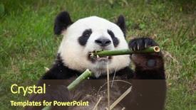  Presentation with wildlife - Presentation design consisting of giant panda ailuropoda melanoleuca wildlife background and a tawny brown colored foreground