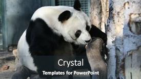  Presentation with giant trees - Amazing presentation having giant-panda-ailuropoda-melanoleuca backdrop and a tawny brown colored foreground