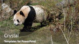  Presentation with giant bible cartoon - Presentation design with giant-panda-ailuropoda-melanoleuca background and a tawny brown colored foreground