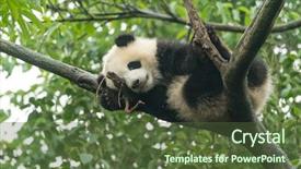  Presentation with baby tree - Colorful PPT theme enhanced with giant panda baby backdrop and a tawny brown colored foreground