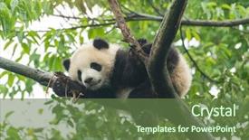  Presentation with baby tree - Cool new PPT layouts with giant panda baby backdrop and a tawny brown colored foreground