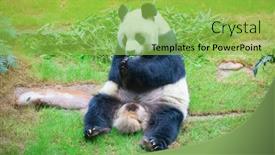  Presentation with bamboo - PPT theme with giant-panda-bear-eating-bamboo background and a yellow colored foreground