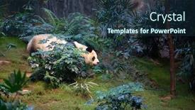  Presentation with bamboo - Colorful slides enhanced with giant-panda-bear-eating-bamboo backdrop and a tawny brown colored foreground