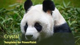  Presentation with bamboo - Slides featuring giant-panda-bear-eating-bamboo background and a tawny brown colored foreground
