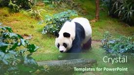  Presentation with bamboo - Cool new presentation theme with giant-panda-bear-eating-bamboo backdrop and a ocean colored foreground