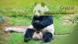  Presentation with rafting on bamboo rafts - Presentation theme enhanced with giant-panda-bear-eating-bamboo background and a yellow colored foreground