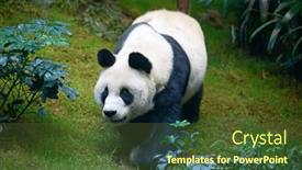  Presentation with bamboo cartoon - Slides enhanced with giant-panda-bear-eating-bamboo background and a tawny brown colored foreground