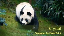  Presentation with bamboo yarn - Presentation theme with giant-panda-bear-eating-bamboo background and a tawny brown colored foreground