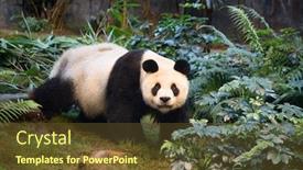  Presentation with bamboo - Cool new slides with giant-panda-bear-eating-bamboo backdrop and a tawny brown colored foreground