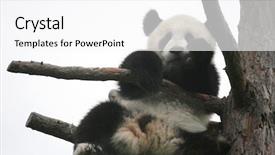  Presentation with giant bible cartoon - Presentation theme enhanced with giant panda cub ailuropoda melanoleuca background and a  colored foreground