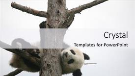  Presentation with panda cartoon - Slides enhanced with giant panda cub ailuropoda melanoleuca background and a sky blue colored foreground