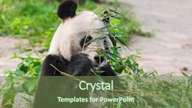  Presentation with civil engineering related to bamboo - Slide set enhanced with giant panda eating bamboo - animal background and a tawny brown colored foreground