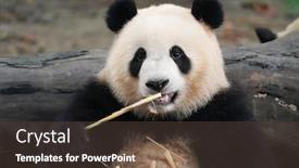  Presentation with bamboo - Slides featuring giant-panda-eating-bamboo-wild background and a tawny brown colored foreground