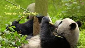  Presentation with bamboo - Audience pleasing slide set consisting of giant-panda-eating-bamboo backdrop and a gold colored foreground
