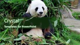  Presentation with bamboo - Slides consisting of giant panda eating bamboo background and a tawny brown colored foreground