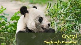  Presentation with dog park animal jack - Cool new PPT theme with giant panda in park - animal backdrop and a tawny brown colored foreground