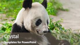  Presentation with dog park animal jack - Cool new presentation with giant panda in park - animal backdrop and a dark gray colored foreground