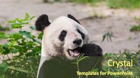  Presentation with dog park animal jack - PPT layouts consisting of giant panda in park - animal background and a tawny brown colored foreground
