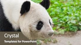  Presentation with animal - Beautiful slides featuring giant panda in park - animal backdrop and a coral colored foreground