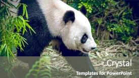  Presentation with singapore heritage - Colorful slides enhanced with giant panda in singapore zoo backdrop and a gray colored foreground