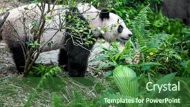  Presentation with zoo - Presentation theme consisting of giant panda in singapore zoo background and a forest green colored foreground