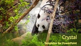 Presentation with zoo - Theme featuring giant panda in zoo background and a tawny brown colored foreground