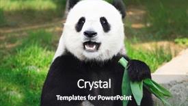  Presentation with green leaf - PPT theme consisting of giant panda is eating green background and a dark gray colored foreground
