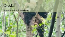  Presentation with tree - Cool new presentation with giant panda over the tree backdrop and a  colored foreground