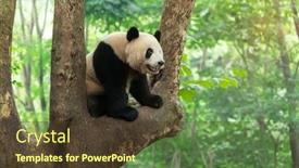  Presentation with tree - Colorful PPT layouts enhanced with giant-panda-over-the-tree backdrop and a tawny brown colored foreground