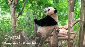  Presentation with tree - PPT layouts featuring giant-panda-over-the-tree background and a violet colored foreground