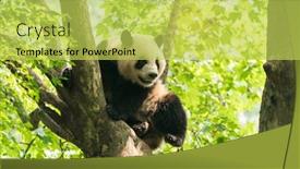  Presentation with tree - PPT theme consisting of giant-panda-over-the-tree background and a yellow colored foreground