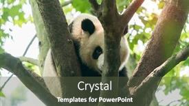  Presentation with tree - Slide deck with giant-panda-over-the-tree background and a tawny brown colored foreground