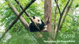  Presentation with tree - Colorful PPT theme enhanced with giant-panda-over-the-tree backdrop and a tawny brown colored foreground