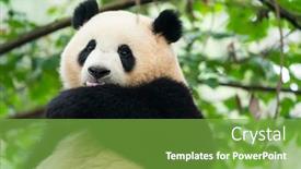  Presentation with cacao tree - Cool new slides with giant-panda-over-the-tree backdrop and a seafoam green colored foreground