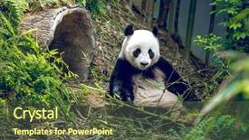  Presentation with relaxing - Presentation enhanced with giant panda relaxing background and a tawny brown colored foreground