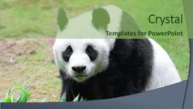  Presentation with panda cartoon - Slides with giant panda background and a seafoam green colored foreground