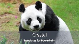  Presentation with giant bible cartoon - Beautiful presentation design featuring giant panda backdrop and a gray colored foreground